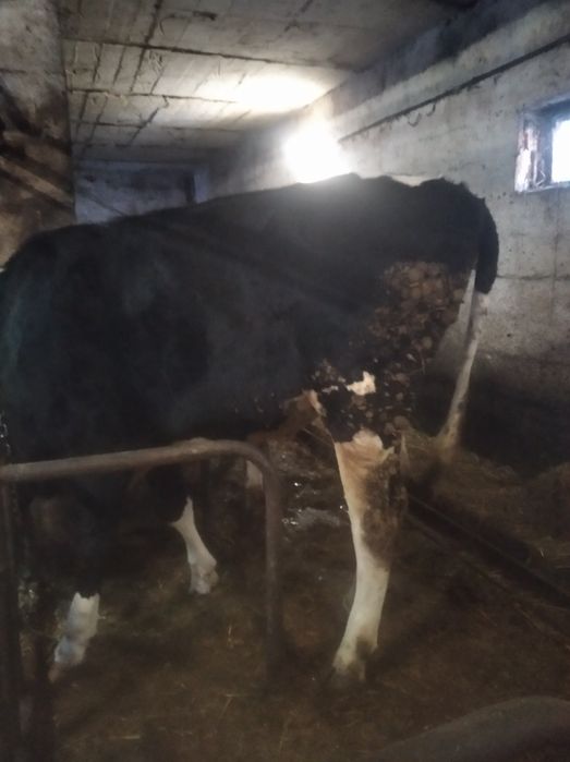 Sprzedam jałówke do zacielenia