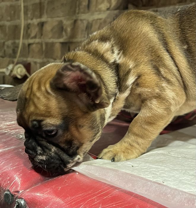 Фрацуский бульдог мерле