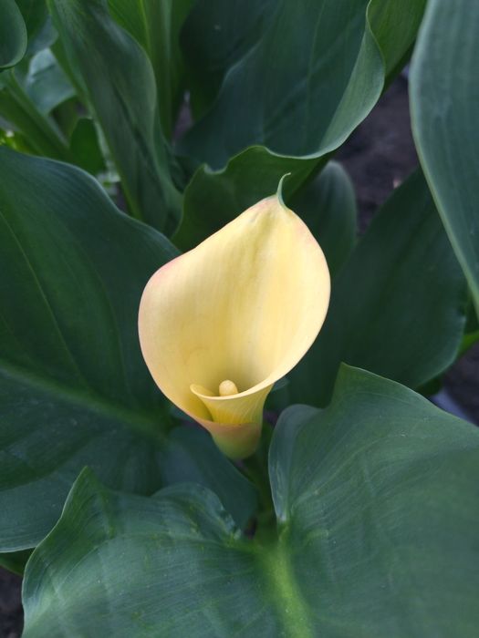 Продаж луковиць калли 30грн