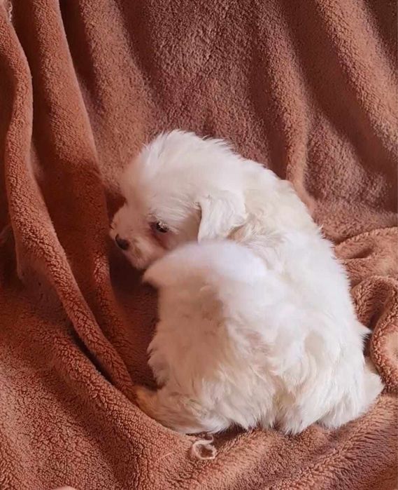 Estupendo Bichon Maltes de Qualidade