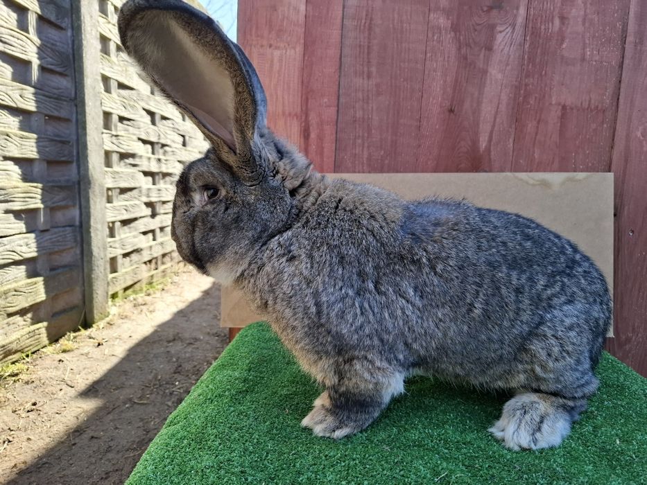 Olbrzym Belgijski samiec