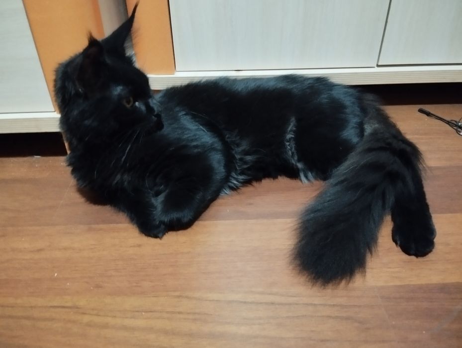 Kocurek Maine Coon  ZAREZERWOWANY