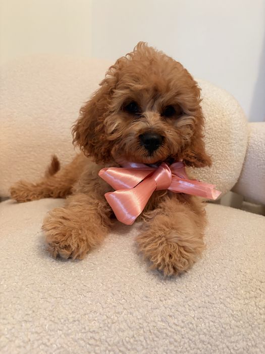 Cavapoo piesek rudy wspaniały charakter