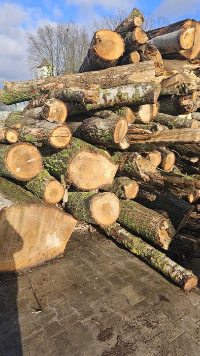 Topola w kłodach drewno opałowe