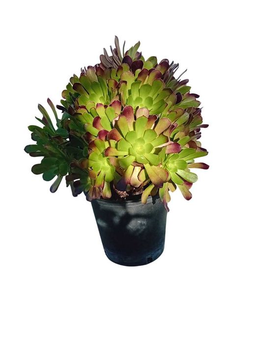 Aeonium arboreum atropurpureum roxo / verde