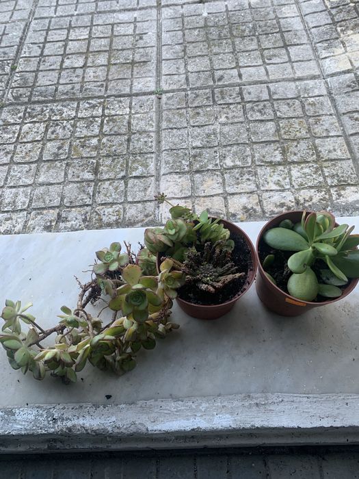 4 mudas enraizadas em pequeno vaso com terra