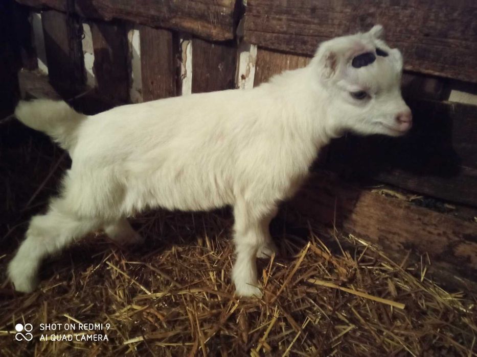 Безкровне обезрожування козенят.