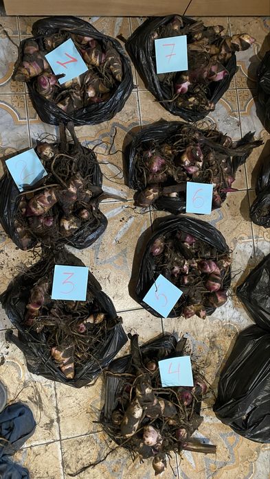 АКЦИЯ 10шт=250грн Канны клубни канн цветы квіти