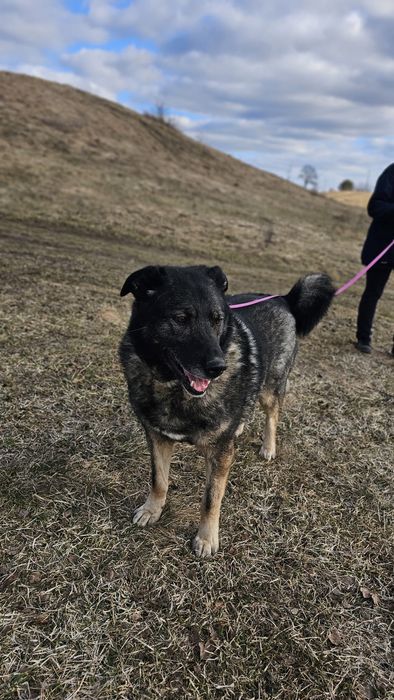 suczka do adopcji