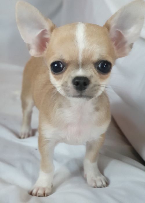 Гладкошерстный мальчик чихуахуа