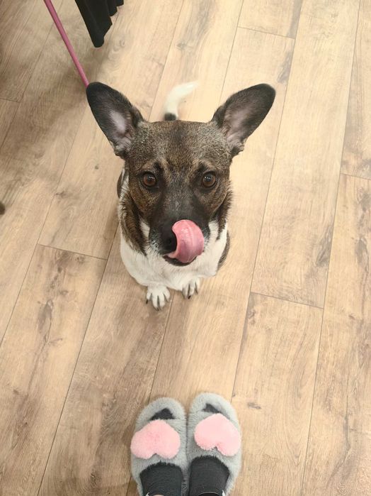 oddam psa, piesek szuka domu PILNIE