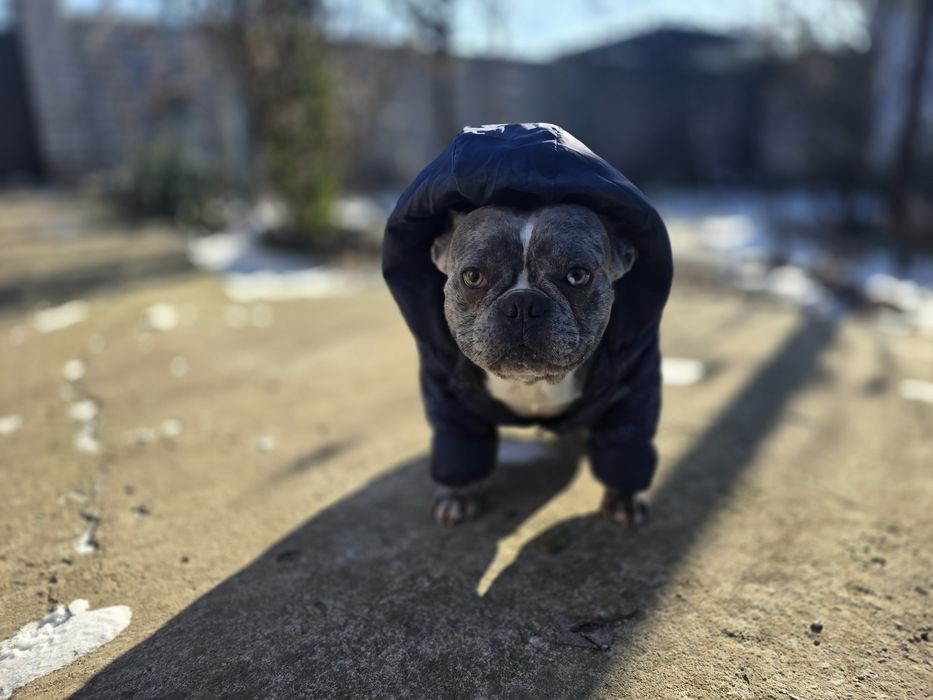 Вязка французький бульдог