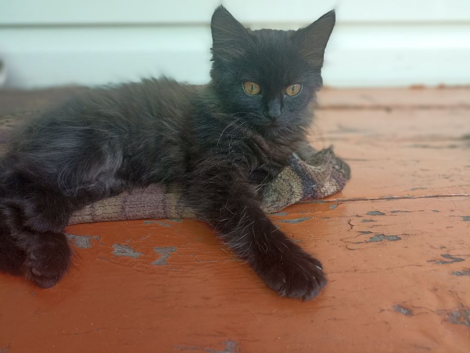 Віддам  милих кошенят