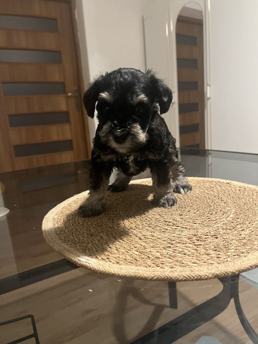 Sznaucerki miniaturki ZK w P FCI