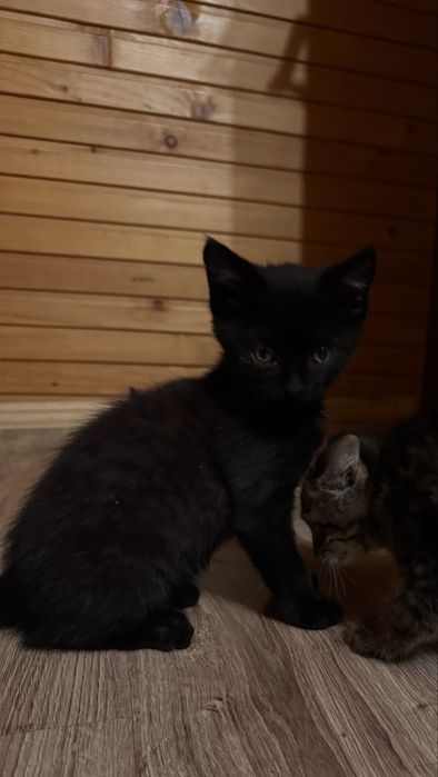 Віддам кошенят у добрі руки