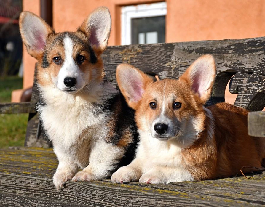 Хлопчик вельш коргі пемброк
