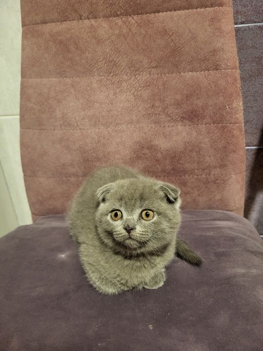 Котенята  британці