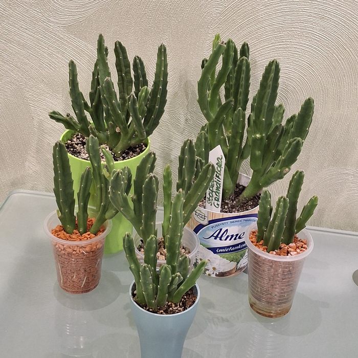 Стапелия Грандифлора крупноцветковая.