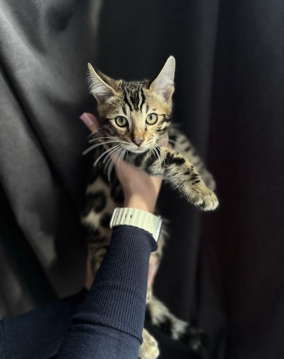 Кошеня (бенгальський хлопчик)