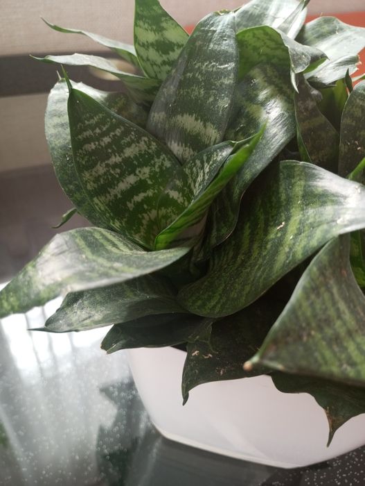 Sadzonka sansewieria 1 sztuka