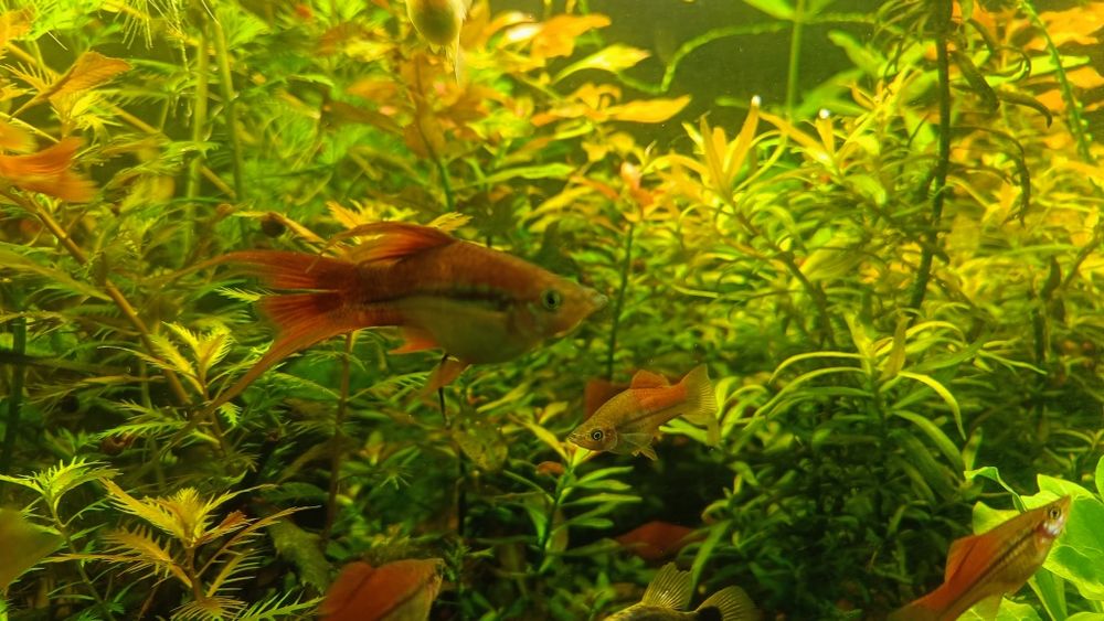 Mieczyki   różne odmiany 4-6 cm