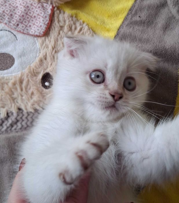 Шотландські котенята, котята