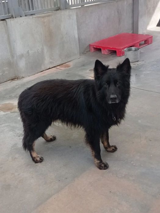 Cudnowny owczarek (staro) niemiecki Hrabia do adopcji