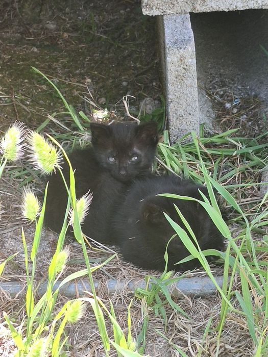 Gatos machos pretos