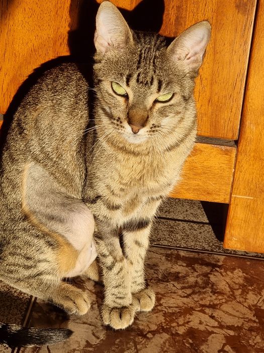 Gatinha dócil para adoção responsável