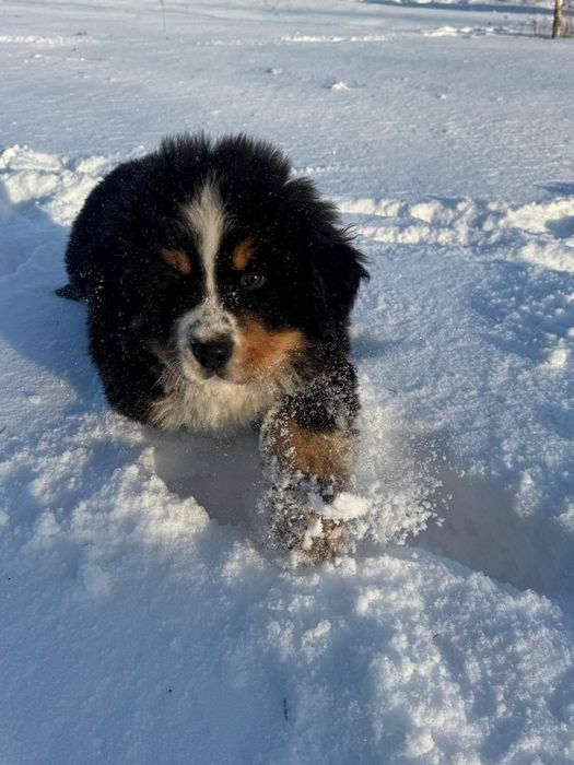 Berneński Pies Pasterski