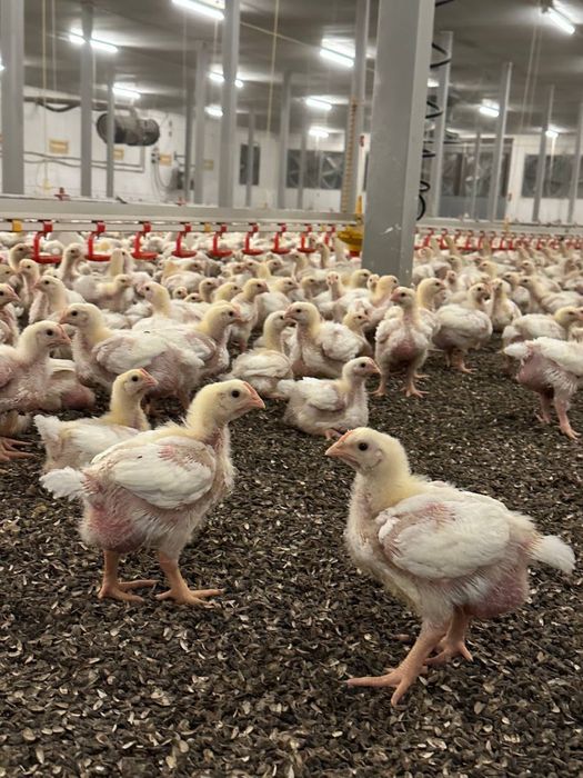 Добові та підрощені бройлери