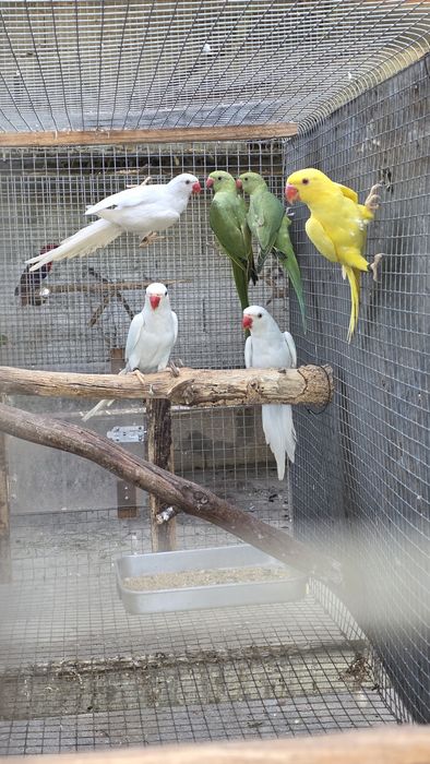 Pra cedencia ring neck e casal de caturras