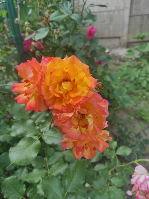 Продам два куща роз