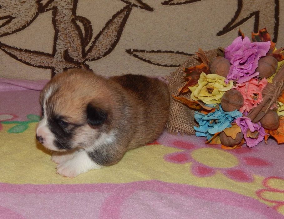 Мальчики Вельш Корги Пемброк