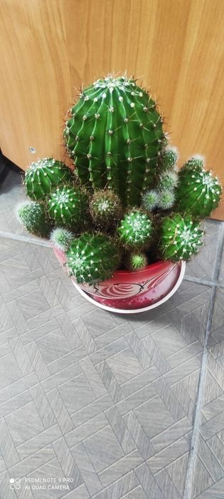 Кактус цветущий .