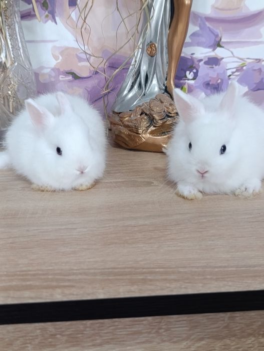 Карликовые кролики, самцы