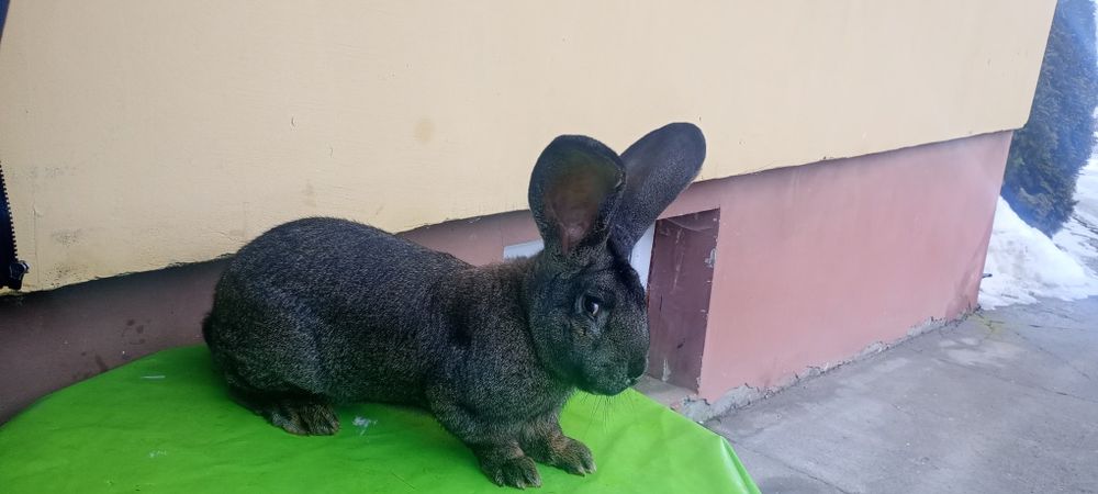 Samiec królika  Belg olbrzym