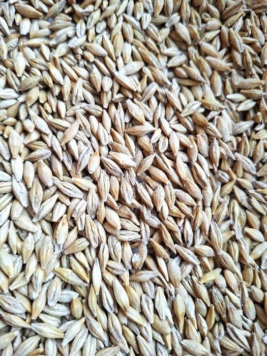 Jęczmień jary "AMARETTO" C/1, materiał kwalifikowany