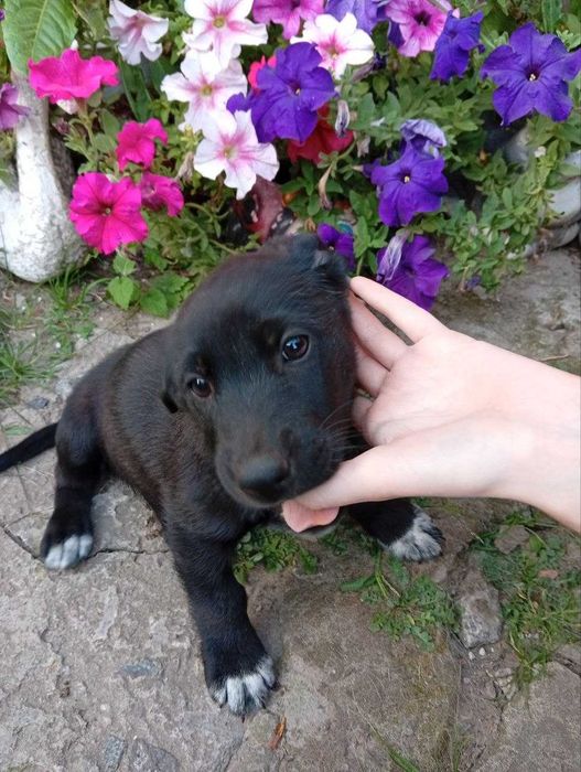 Віддам цуценят, будуть маленькі