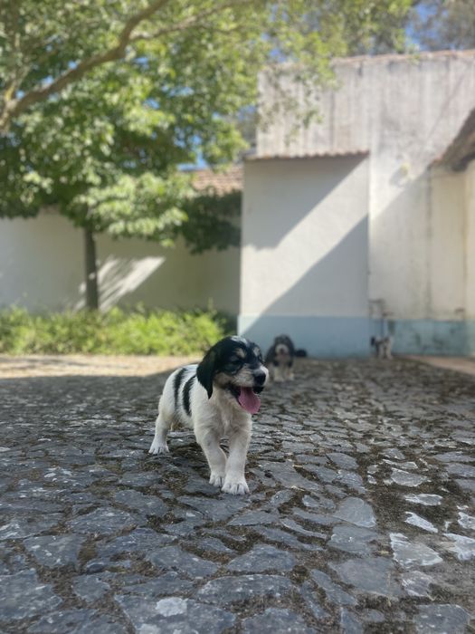 Cachorrinhos Grand Griffon Vendéen com dois meses para adoção