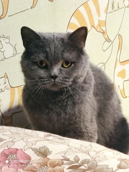 Стерилизованная породистая мододая кошка ищет дом! Отдам в хорошие рук