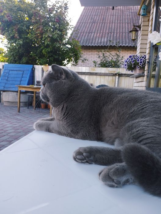 Кіт породи" британець"