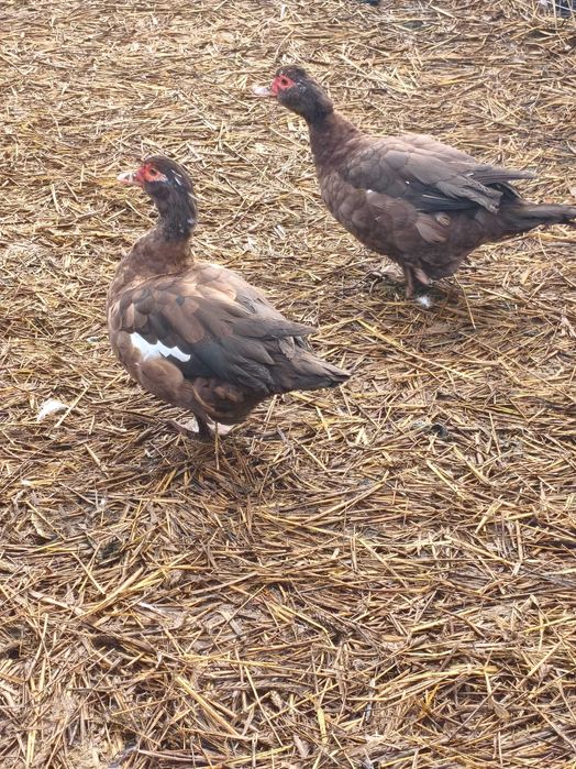 Kaczki ruańskie ,elesbury ,piżmowe czekoladowe