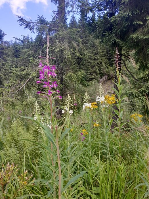 Карпатський Іван-чай