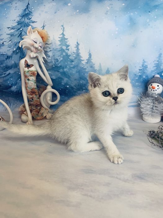 Срібляста шиншилла Яша