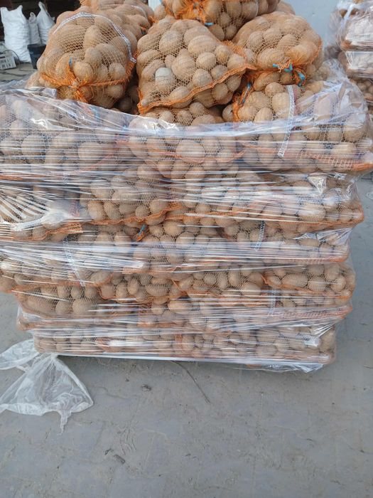 Sprzedam    ziemniaki vineta tajfun melody soraya