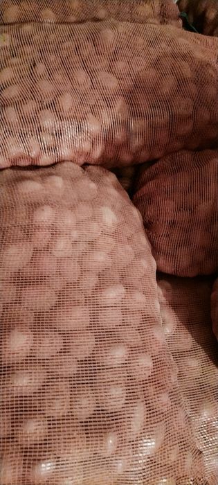 Ziemniaki bellarosa wielkość sadzeniaka