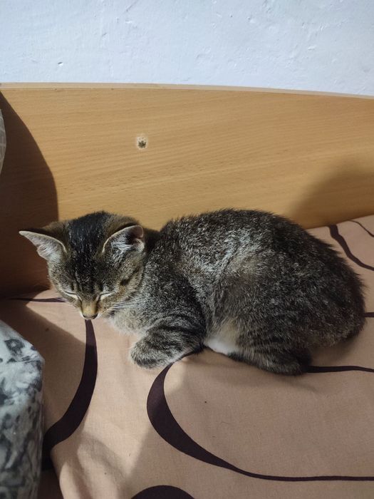 Отдам в хорошие руки кошечку