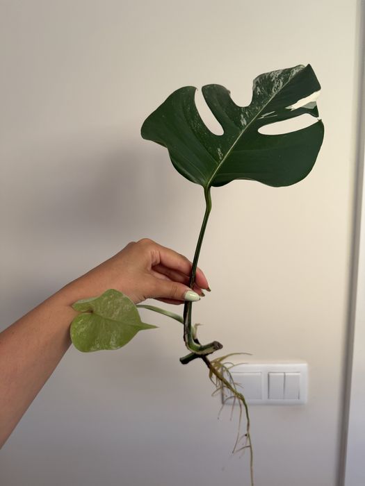 Cutting Monatera Albo variegata