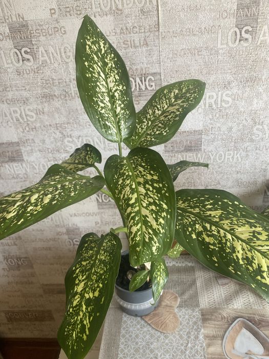 Диффенбахия срез верхушки